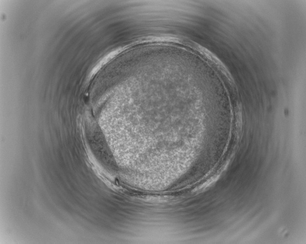 X0000085260985200704092110