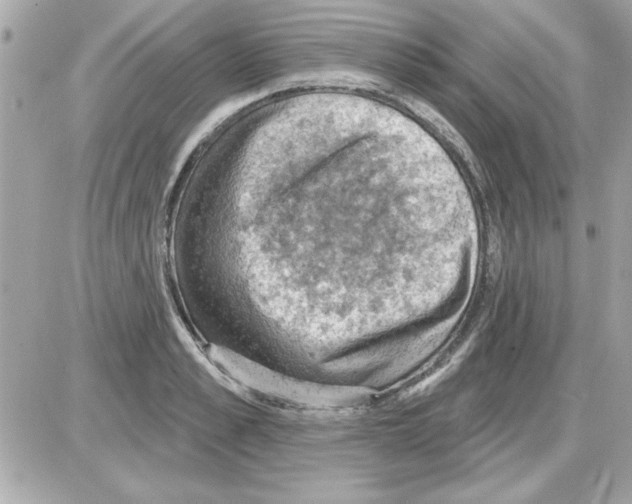 X0000085260989200704092110