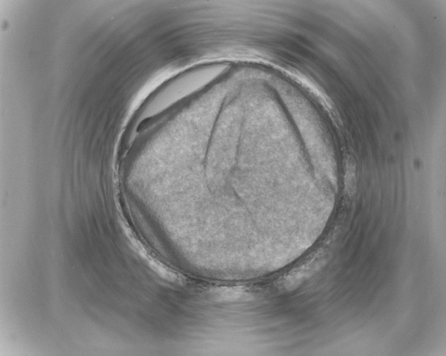 X0000085260990200704092110