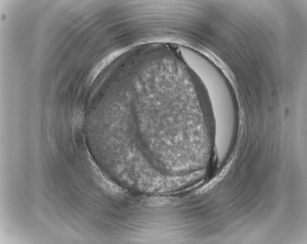 X0000085260993200704092110