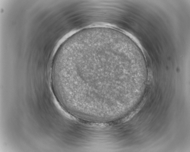 X0000085261003200704092109