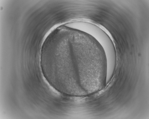 X0000085261005200704092109