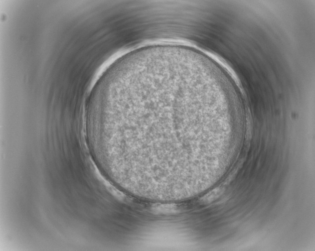 X0000085261006200704092109