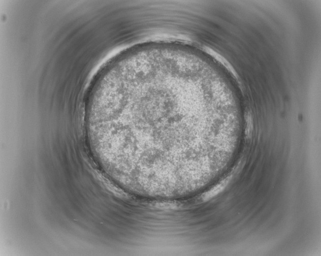 X0000085261021200704092109