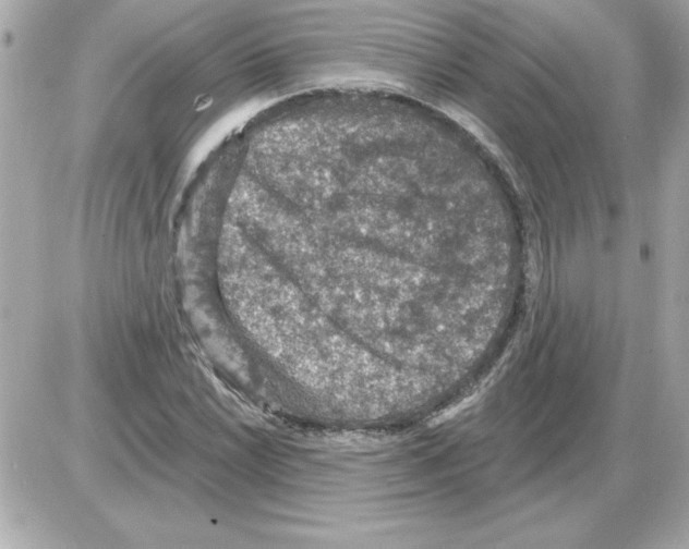 X0000085261022200704092109