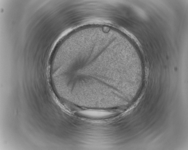 X0000085261029200704092109