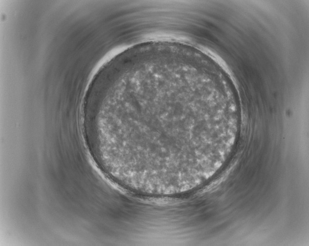 X0000085261045200704092109