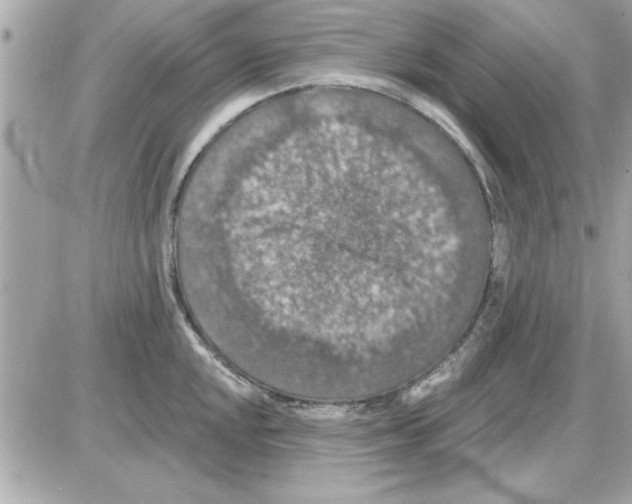 X0000085261048200704092109