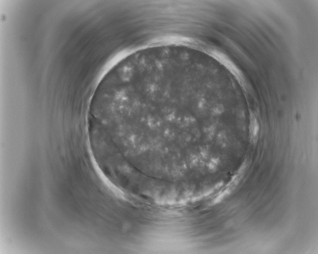 X0000085261055200704092109