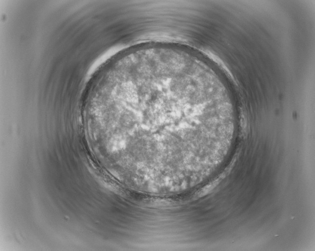 X0000085261070200704092108