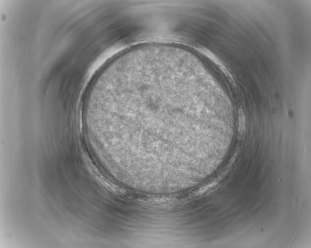 X0000085261078200704092108