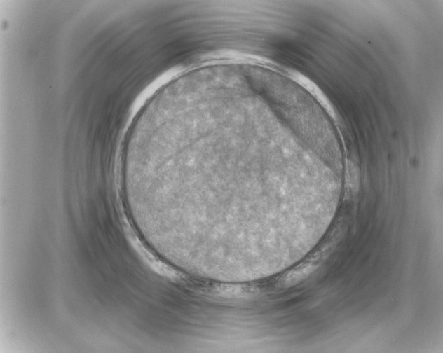 X0000085261098200704092108