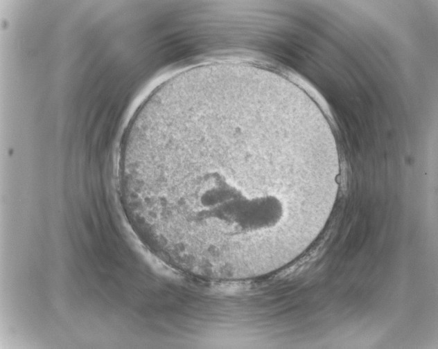 X0000085261099200704092108