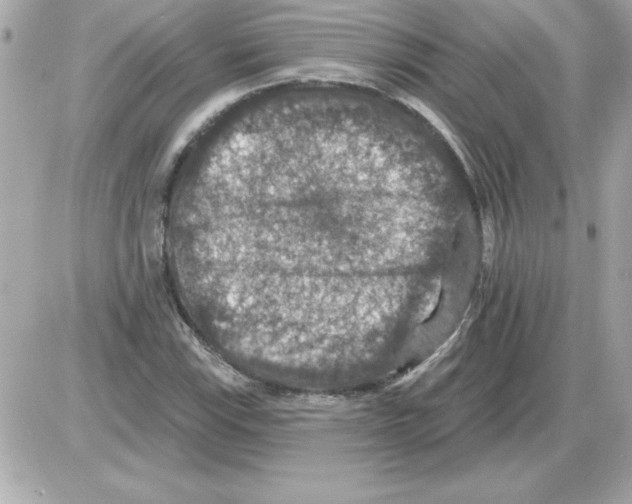 X0000085261115200704092107