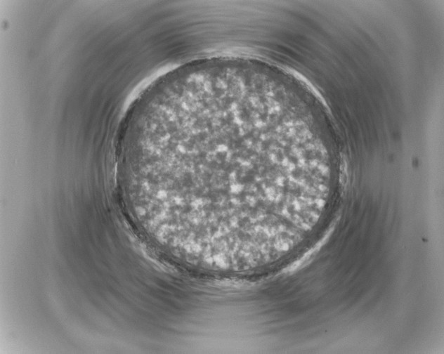 X0000085261117200704092107