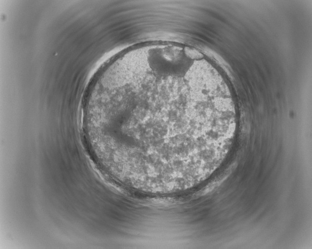 X0000085261125200704092107