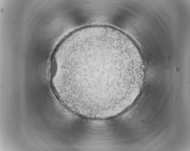 X0000085261126200704092107