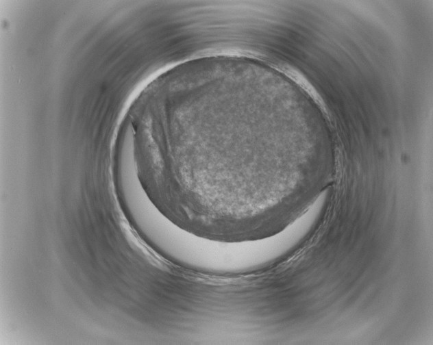 X0000085261132200704092107