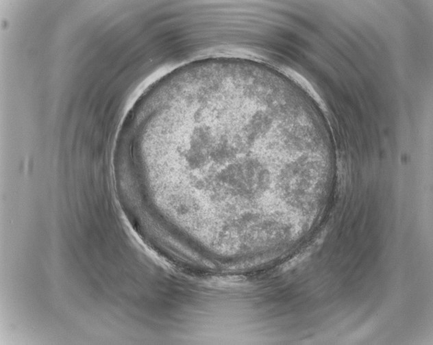 X0000085261133200704092107