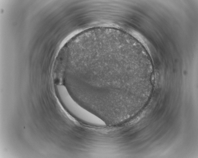 X0000085261141200704092108