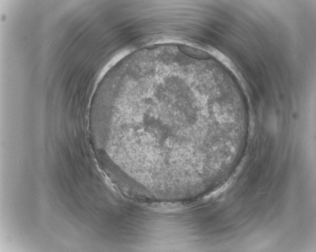 X0000085261145200704092108