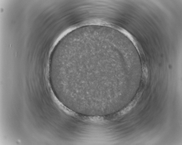 X0000085261147200704092108