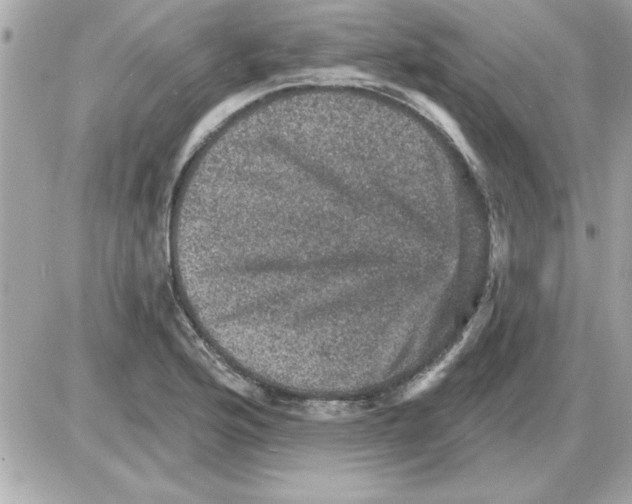 X0000085261176200704092107