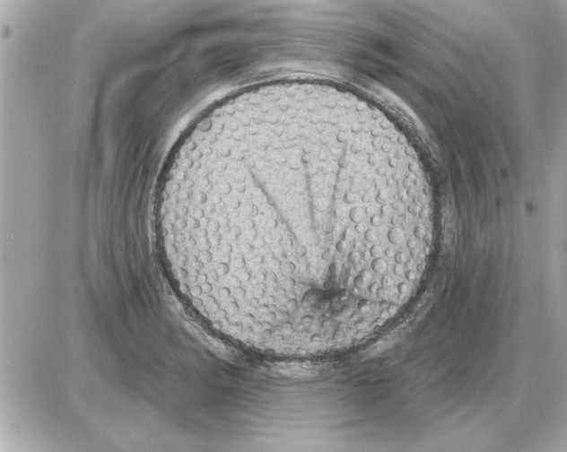 X0000085261182200704092106