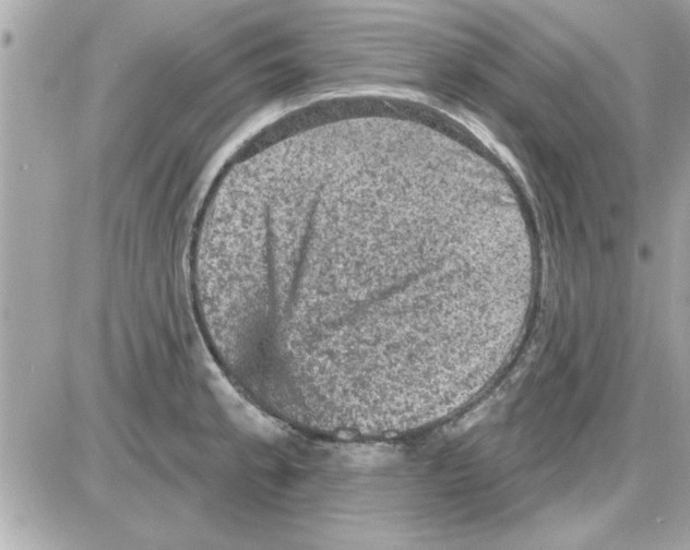 X0000085261189200704092106