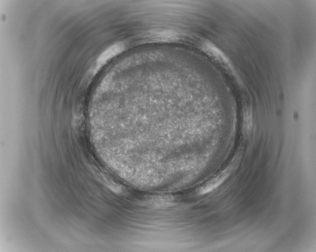 X0000085261210200704092106