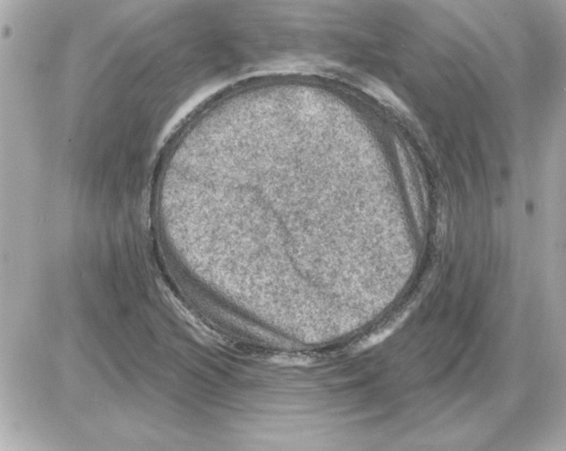 X0000085261216200704092106