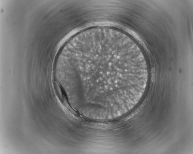 X0000085261229200704092106