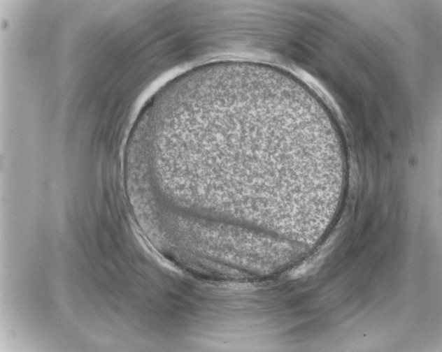 X0000085261238200704092106