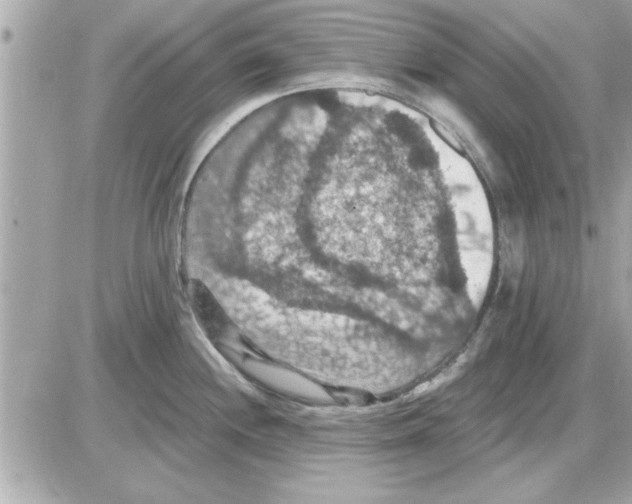 X0000085261244200704092106