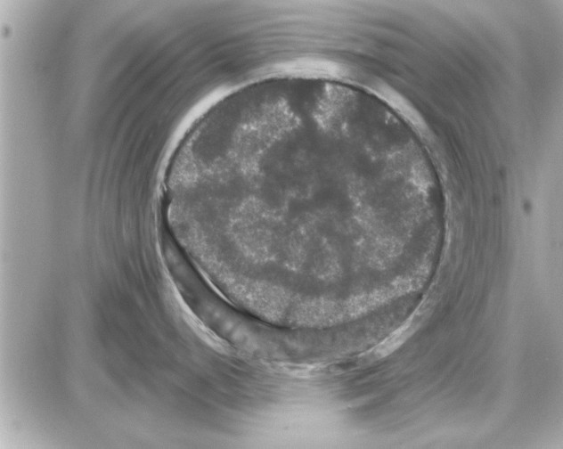 X0000085261248200704092106