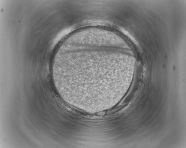 X0000085261261200704092105