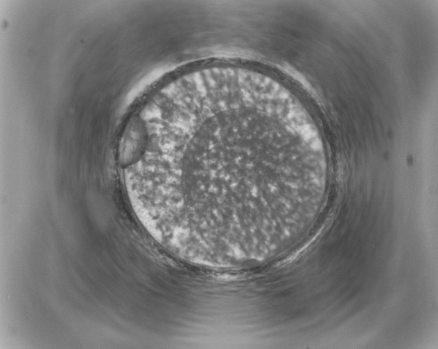 X0000085261263200704092105