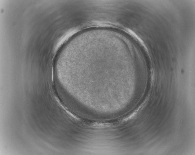 X0000085261269200704092105