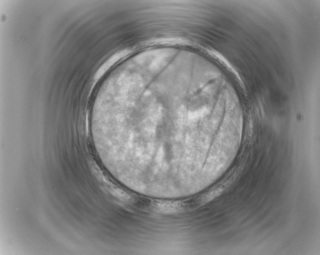 X0000085261274200704092105