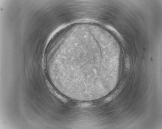 X0000085261278200704092105