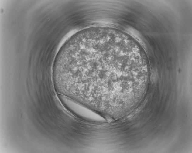 X0000085261283200704092105