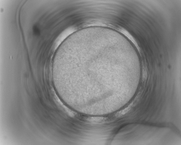 X0000085261290200704092105