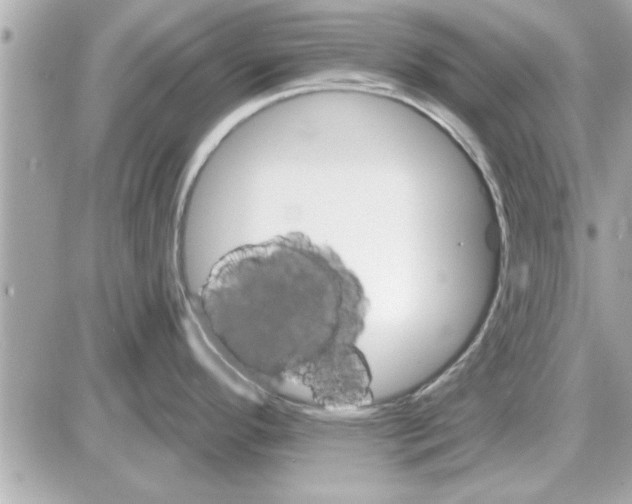 X0000085261296200704092105