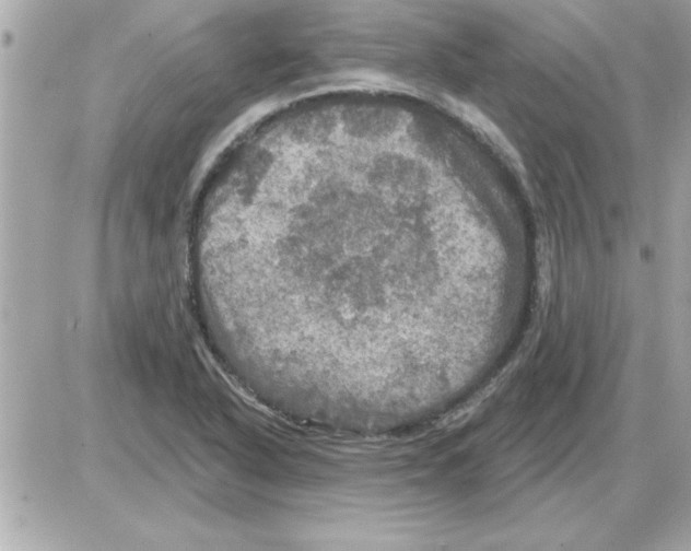 X0000085261318200704092104