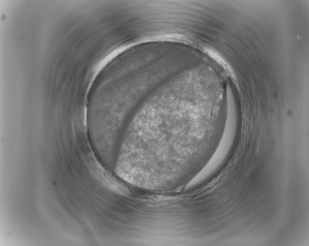 X0000085261324200704092104