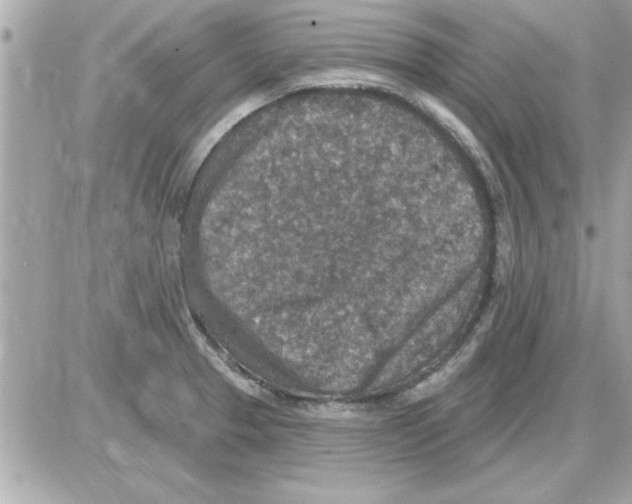 X0000085261329200704092104