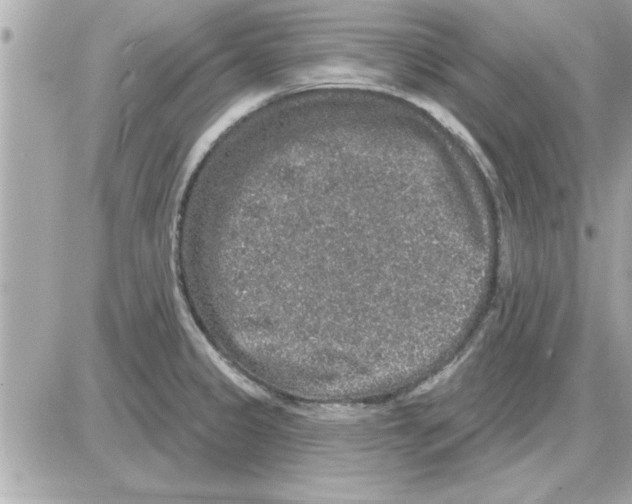 X0000085261333200704092104