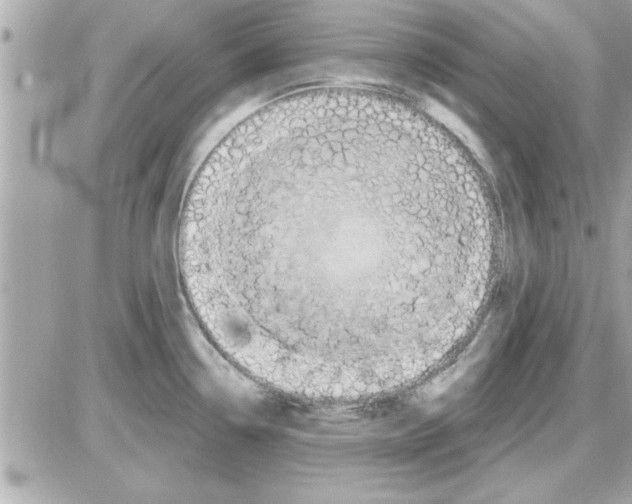 X0000085261338200704092104