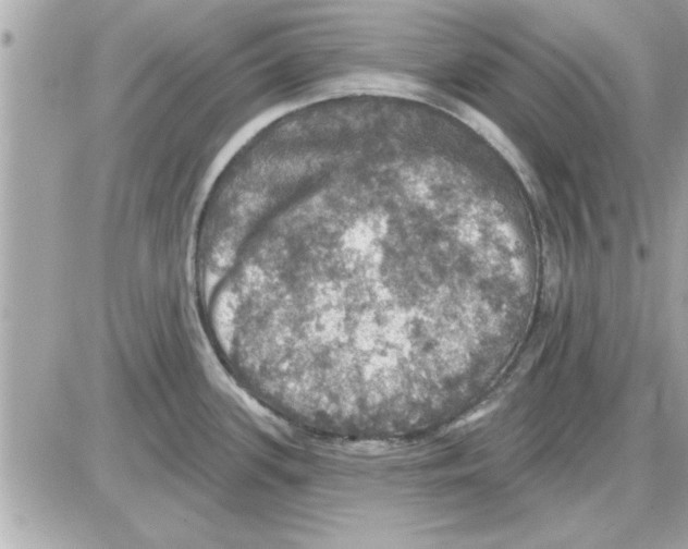 X0000085261339200704092104