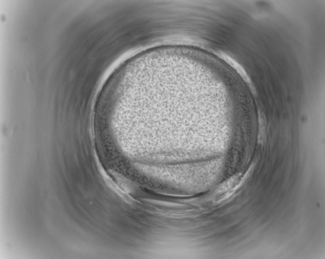 X0000085261342200704092105